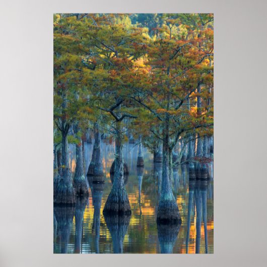 Forest of Pond Cypress Trees Poster (Voorkant)