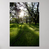 "Forest of Shadows" Poster (Voorkant)