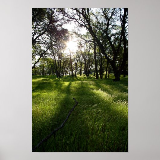 "Forest of Shadows" Poster (Voorkant)