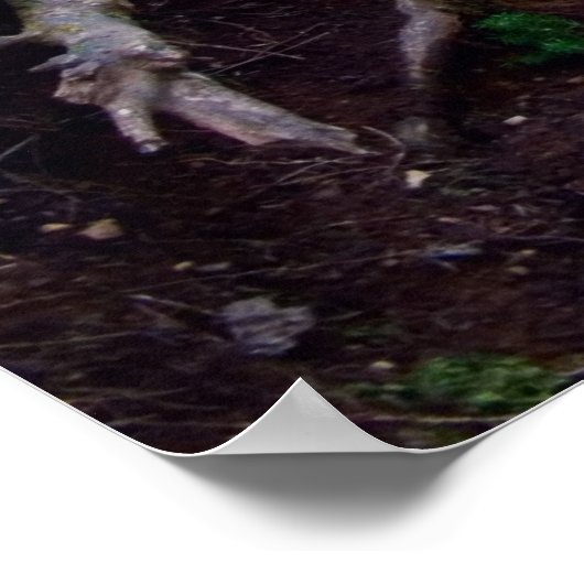 Forest Path Bench Print (Hoek)