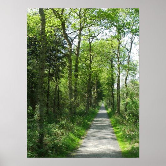 Forest Path in Partial Sunlight Photo Poster Art (Voorkant)