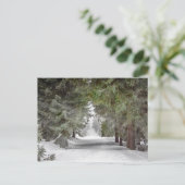 Forest Road Snow Pine Trees Foto Briefkaart