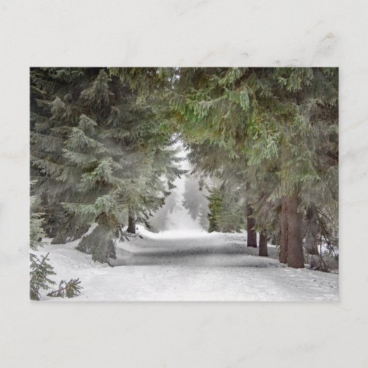 Forest Road Snow Pine Trees Foto Briefkaart