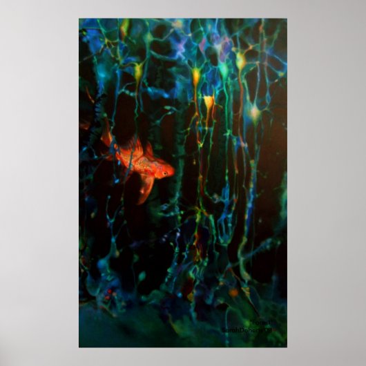 "Forest" Sarah Doherty 2008 Poster (Voorkant)