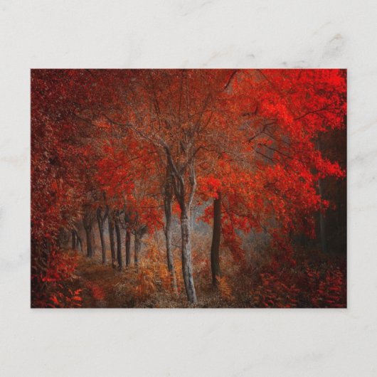 Forest Scene Briefkaart (Voorkant)