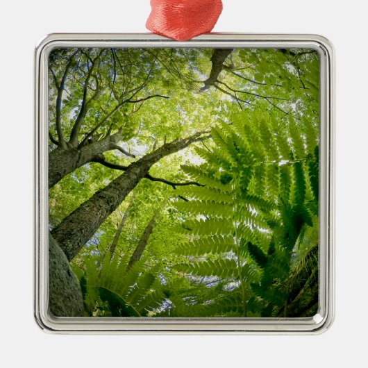 Forest scene in Acadia National Park, Maine. Metalen Ornament (Voorkant)