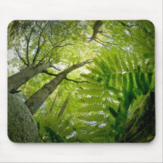 Forest scene in Acadia National Park, Maine. Muismat