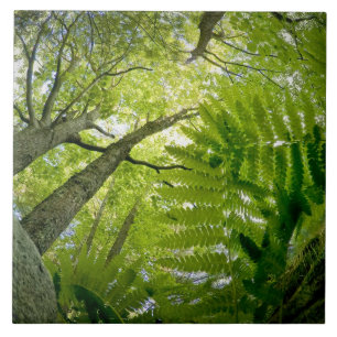 Forest scene in Acadia National Park, Maine. Tegeltje