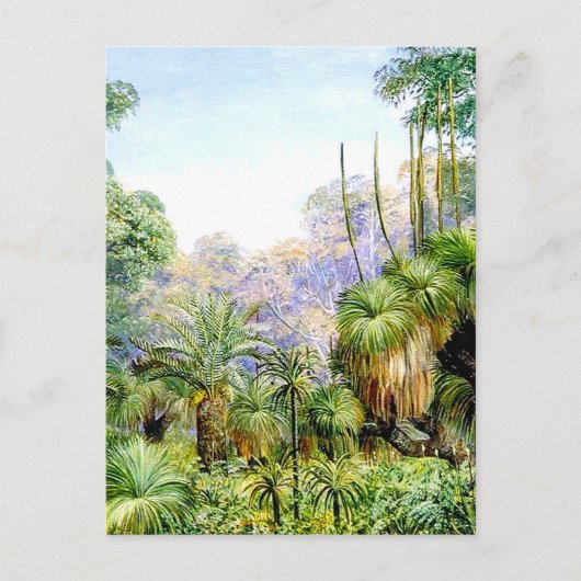 Forest Scene in West Australia, Briefkaart (Voorkant)