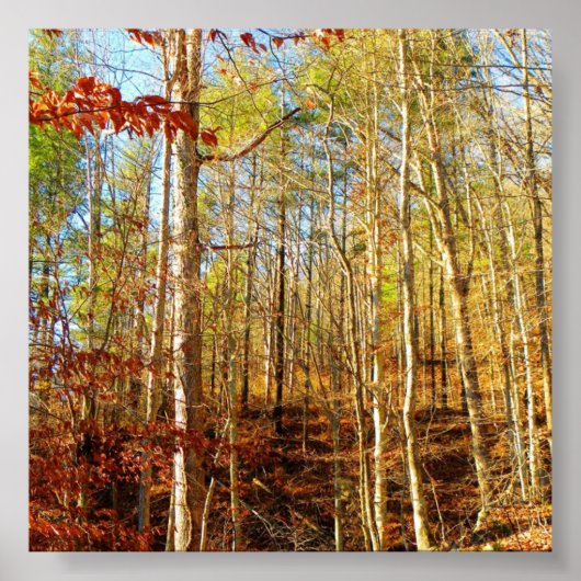 FOREST SCENE POSTER (Voorkant)