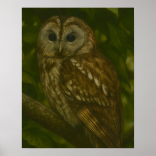 Forest Sentinel - Tawny Owl Wildlife Art Poster