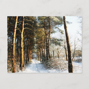 Forest Sneeuw Scene PCCNA Briefkaart