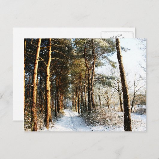Forest sneeuwscène pccnm briefkaart (Voorkant / Achterkant)