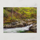 Forest Stream In Great Smoky Mountains Briefkaart (Voorkant)