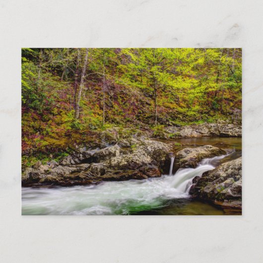 Forest Stream In Great Smoky Mountains Briefkaart (Voorkant)