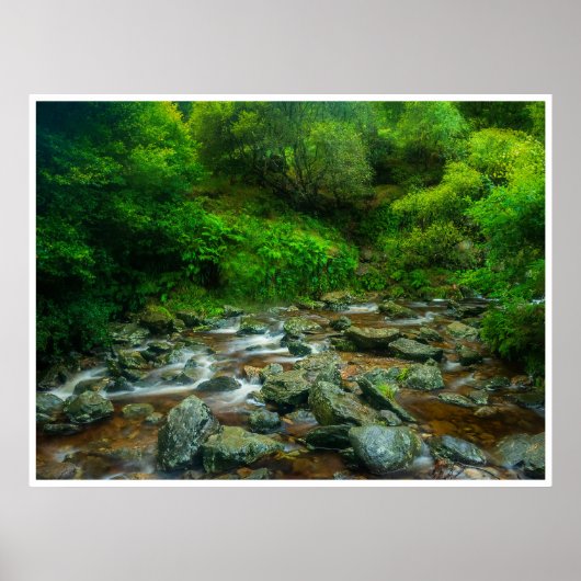 Forest Stream in Lush Woodland (Dargle River) Poster (Voorkant)