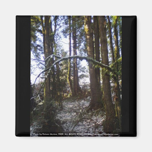 Forest Sun Rays in de sneeuw #32 Magneet (Voorkant)