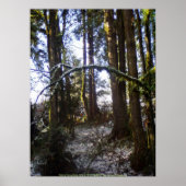 Forest Sun Rays in de sneeuw #32 Poster (Voorkant)