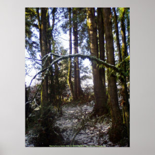 Forest Sun Rays in de sneeuw #32 Poster