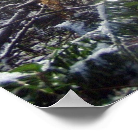 Forest Sun Rays in de sneeuw #68 Poster (Hoek)