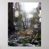 Forest Sun Rays in de sneeuw #68 Poster (Voorkant)