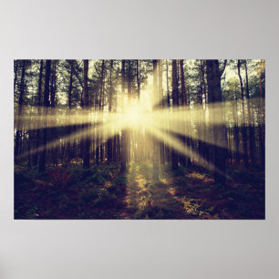 Forest Sunbeams Poster
