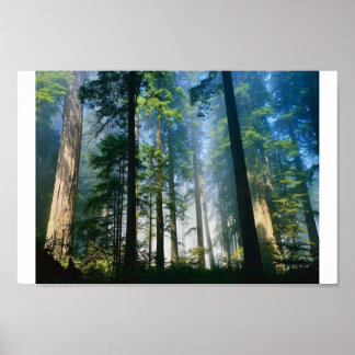 Forest Sunlight Poster