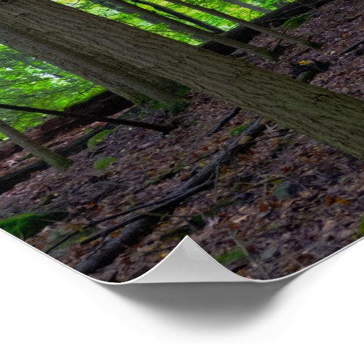 Forest Sunrise Poster (Hoek)