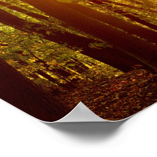 Forest Sunrise Poster (Hoek)