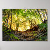 Forest Sunset Natuur Poster (Voorkant)