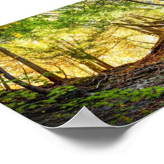 Forest Sunset Natuur Poster (Hoek)