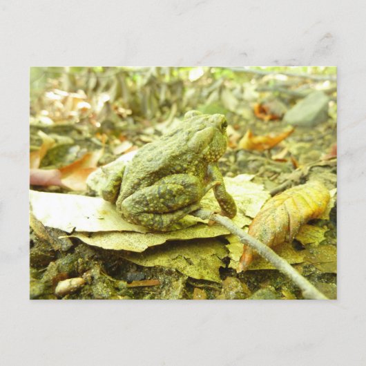 Forest Toad Briefkaart (Voorkant)