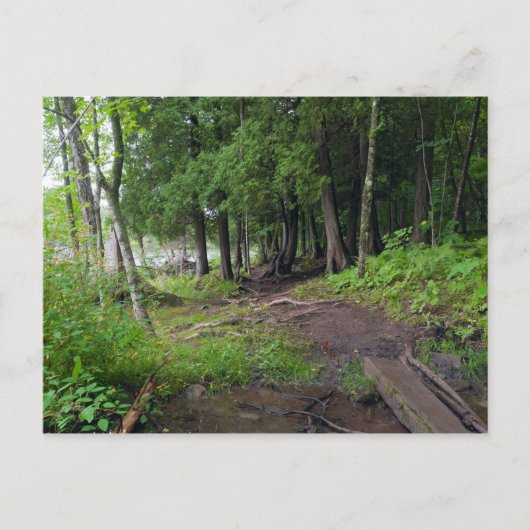 Forest Trail Through Jay Cooke Park Briefkaart (Voorkant)