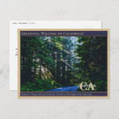 Forest Trees Road Street Avenue Pavement Sunbeams Briefkaart (Voorkant / Achterkant)