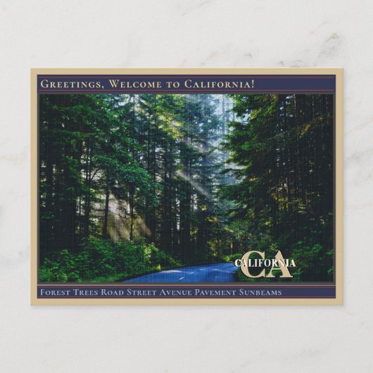 Forest Trees Road Street Avenue Pavement Sunbeams Briefkaart (Voorkant)