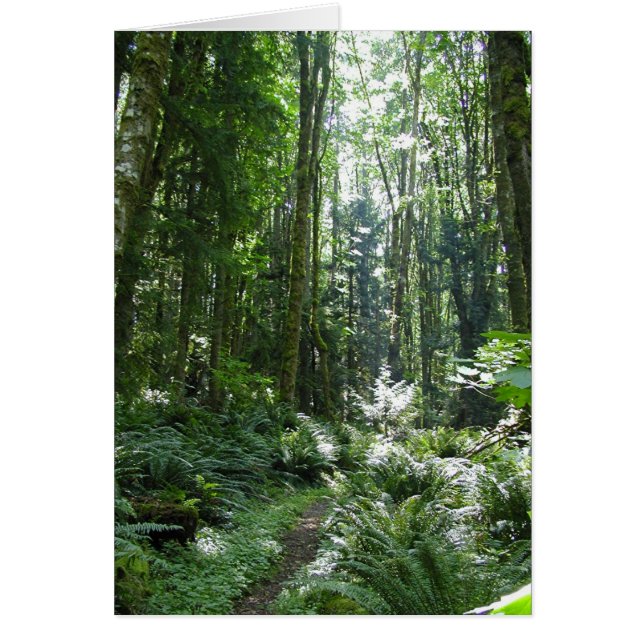 Forest Walk (Voorkant)