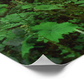 Forest Walk GT 1 Poster (Hoek)