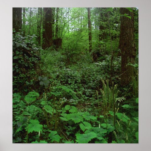 Forest Walk GT 1 Poster (Voorkant)