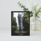 Forest Wilderness Redwoods Briefkaart (Staand voorkant)