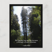 Forest Wilderness Redwoods Briefkaart (Voorkant)
