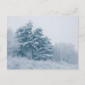 Forest Winter Natuur Foto Briefkaart (Voorkant)
