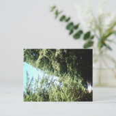 Forested Road Moran State Park Briefkaart (Staand voorkant)