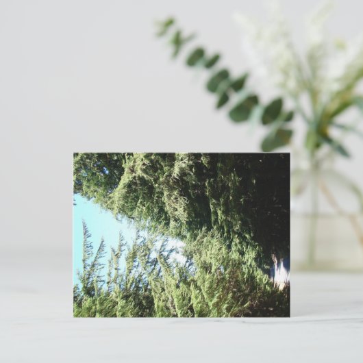 Forested Road Moran State Park Briefkaart (Staand voorkant)