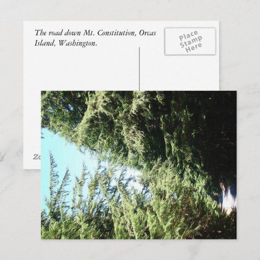 Forested Road Moran State Park Briefkaart (Voorkant / Achterkant)