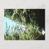 Forested Road Moran State Park Briefkaart (Voorkant)