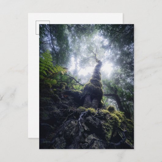 Forests | Anaga Rural Park Canary Islands Briefkaart (Voorkant / Achterkant)