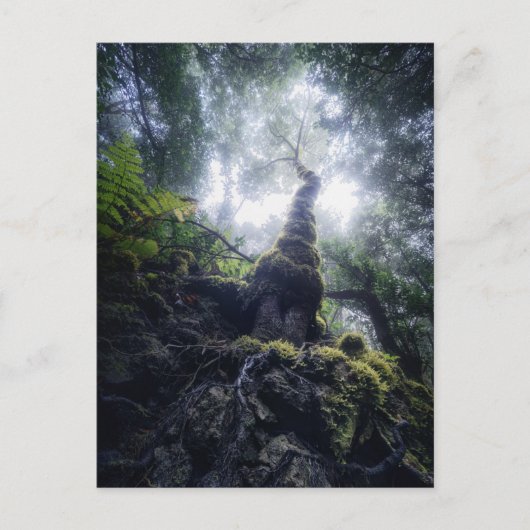 Forests | Anaga Rural Park Canary Islands Briefkaart (Voorkant)