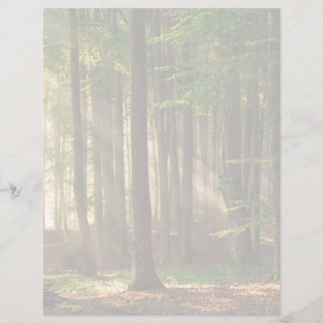 Forests | Autumn Forest (Voorkant)
