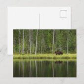 Forests | Bear at Taiga Forest Northern Finland Briefkaart (Voorkant / Achterkant)