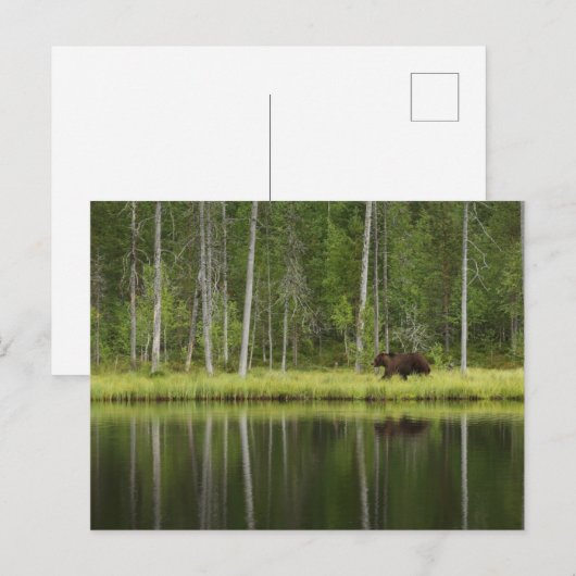 Forests | Bear at Taiga Forest Northern Finland Briefkaart (Voorkant / Achterkant)